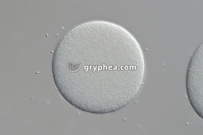 Fécondation chez  l'Oursin (Sphaerechinus granularis) x100 - gryphea.org